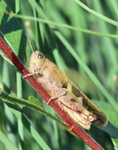 Aiolopus strepens